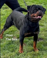 Chunk, a male Rottweiler for sale in The Plains, VA – Photo 9 of 10