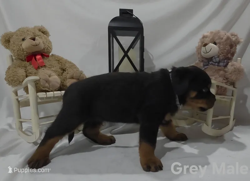 Chunk – Rottweiler puppy for sale in The Plains, VA