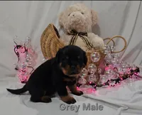 Chunk, a male Rottweiler for sale in The Plains, VA – Photo 3 of 10