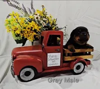 Chunk, a male Rottweiler for sale in The Plains, VA – Photo 5 of 10