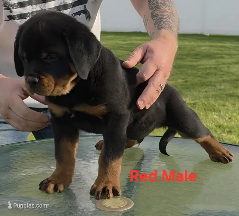 Red – Rottweiler puppy for sale in The Plains, VA