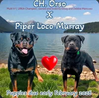 Red, a male Rottweiler for sale in The Plains, VA – Photo 10 of 10