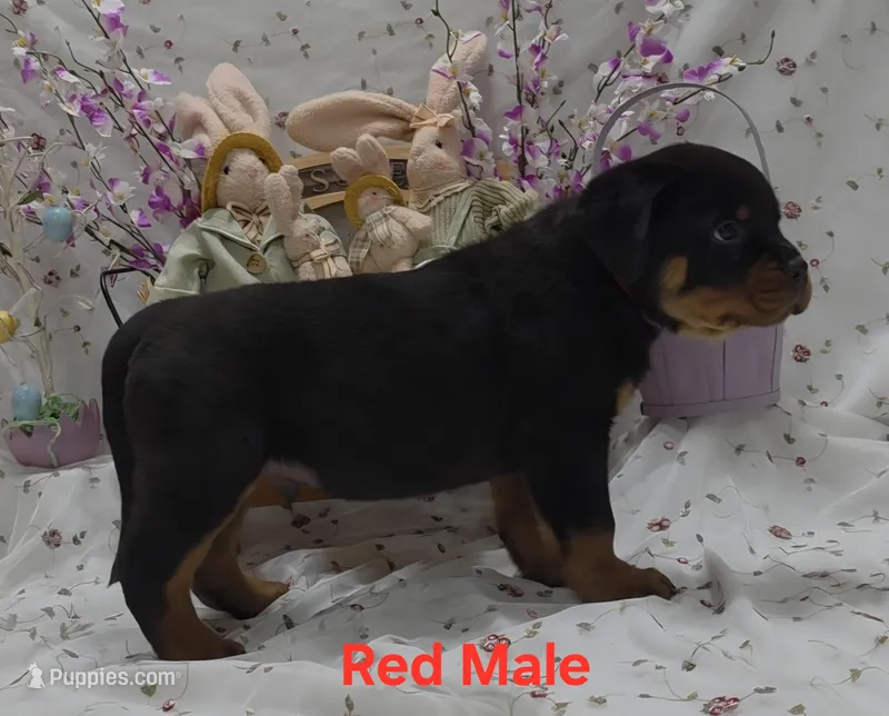 Red – Rottweiler puppy for sale in The Plains, VA