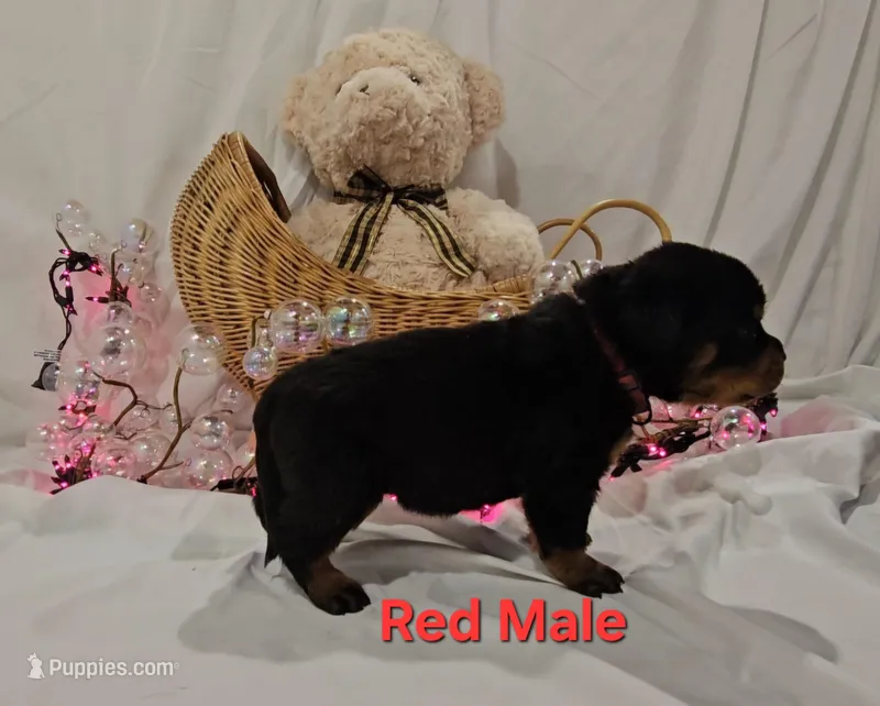 Red – Rottweiler puppy for sale in The Plains, VA