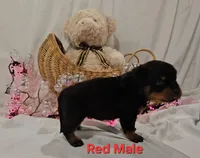 Red, a male Rottweiler for sale in The Plains, VA – Photo 3 of 10