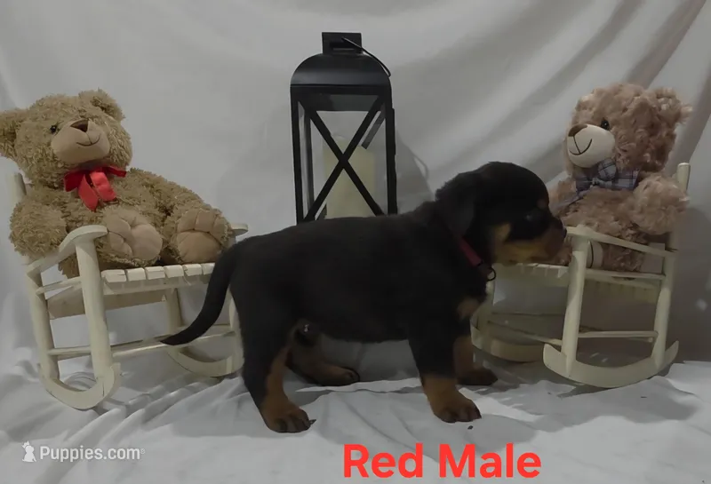 Red – Rottweiler puppy for sale in The Plains, VA