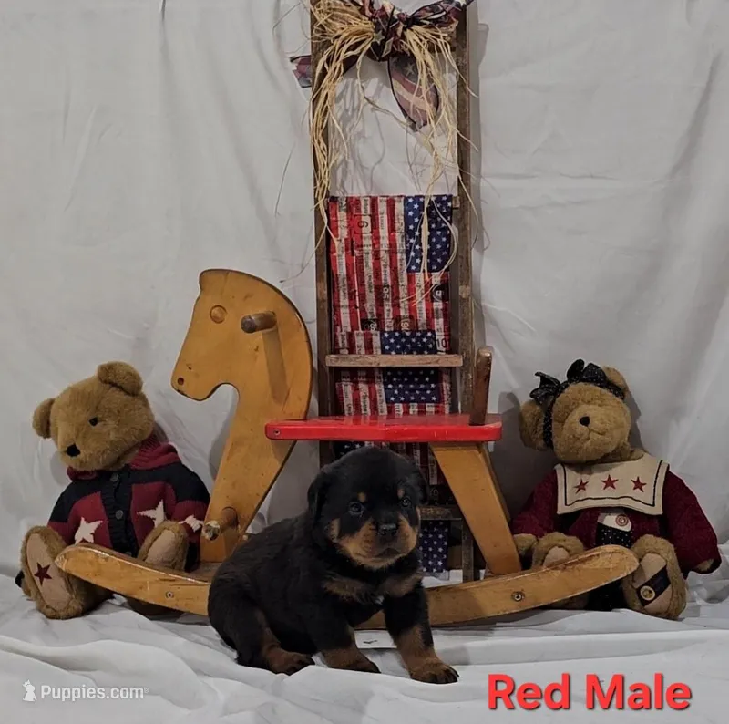 Red – Rottweiler puppy for sale in The Plains, VA