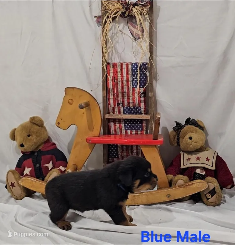 Blue – Rottweiler puppy for sale in The Plains, VA