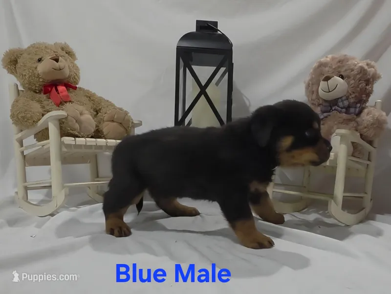 Blue – Rottweiler puppy for sale in The Plains, VA