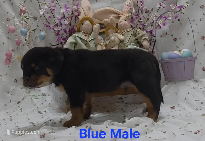 Blue – Rottweiler puppy for sale in The Plains, VA