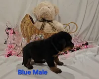 Blue, a male Rottweiler for sale in The Plains, VA – Photo 6 of 10
