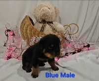 Blue, a male Rottweiler for sale in The Plains, VA – Photo 8 of 10