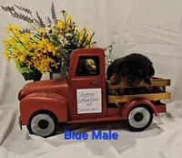 Blue, a male Rottweiler for sale in The Plains, VA – Photo 1 of 10