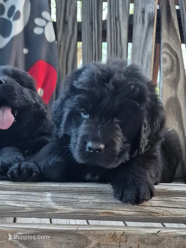 Pink Collar – Newfoundland puppy for sale in Greenville, PA