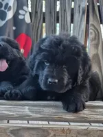 Pink Collar, a female Newfoundland for sale in Greenville, PA – 1 of 1