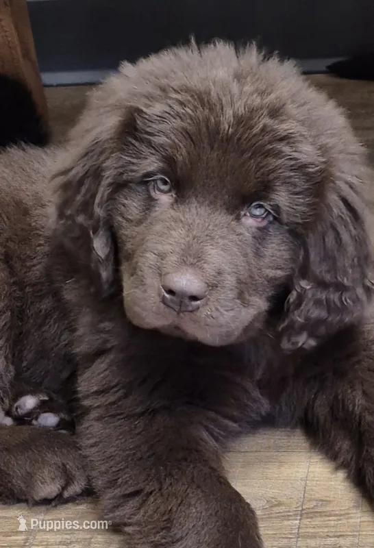 Hazel – Newfoundland puppy for sale in Greenville, PA