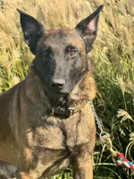 Riot, a male Belgian Malinois for sale in Greenwood, IN – 1 of 4