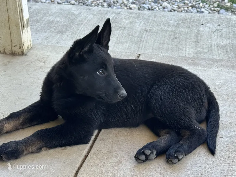 Boy 1 – Belgian Malinois puppy for sale in Greenwood, IN