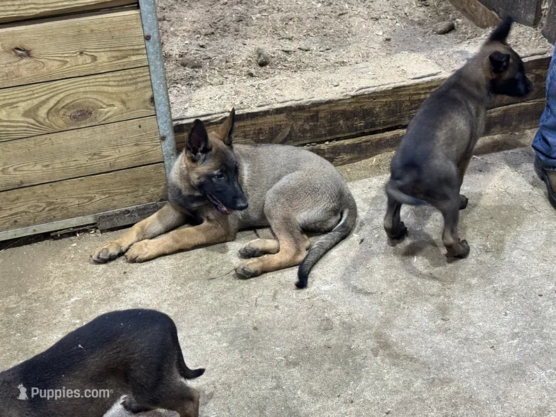 Boy 4 – Belgian Malinois puppy for sale in Greenwood, IN