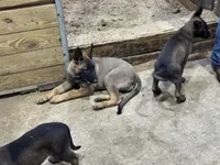 Boy 4, a male Belgian Malinois for sale in Greenwood, IN – 1 of 3