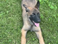 Boy 4, a male Belgian Malinois for sale in Greenwood, IN – 2 of 4