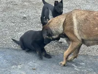 Boy 1, a male Belgian Malinois for sale in Greenwood, IN – 4 of 6