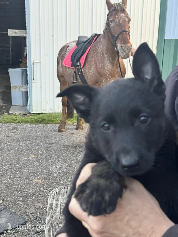 Boy 1 – Belgian Malinois puppy for sale in Greenwood, IN