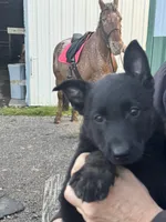 Boy 1, a male Belgian Malinois for sale in Greenwood, IN – 1 of 6