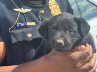 Boy 1, a male Belgian Malinois for sale in Greenwood, IN – 3 of 6