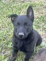 Boy 1, a male Belgian Malinois for sale in Greenwood, IN – 2 of 6