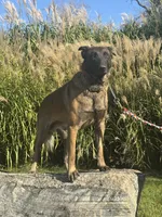 Riot, a male Belgian Malinois for sale in Greenwood, IN – 3 of 4