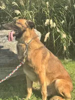 Triage, a male Belgian Malinois for sale in Greenwood, IN – 2 of 5