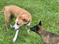 Peanut, a female American Staffordshire Terrier for sale in Greenwood, IN – 1 of 7