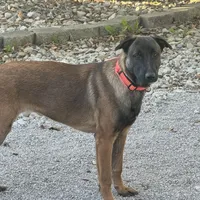 Female 1 sold, a female Belgian Malinois for sale in Greenwood, IN – Photo 4 of 5