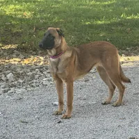 Female 1 sold, a female Belgian Malinois for sale in Greenwood, IN – Photo 5 of 5