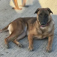 Female 1 sold, a female Belgian Malinois for sale in Greenwood, IN – Photo 3 of 5