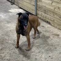 Female 1 sold, a female Belgian Malinois for sale in Greenwood, IN – Photo 2 of 5