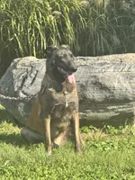 Tigger, a male Belgian Malinois for sale in Greenwood, IN – 3 of 3