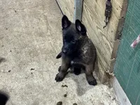Boy 5, a male Belgian Malinois for sale in Greenwood, IN – 2 of 2