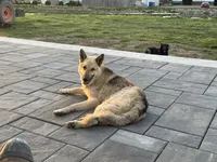 Diesel, a male German Shepherd Dog for sale in Greenwood, IN – 1 of 3