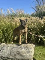 Riot, a male Belgian Malinois for sale in Greenwood, IN – 4 of 4