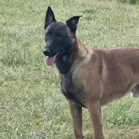 Male 2, a male Belgian Malinois for sale in Greenwood, IN – Photo 1 of 6