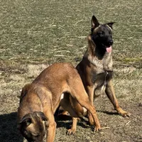 Male 2, a male Belgian Malinois for sale in Greenwood, IN – Photo 4 of 6