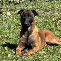 Male 2, a male Belgian Malinois for sale in Greenwood, IN – Photo 5 of 6