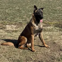 Male 2, a male Belgian Malinois for sale in Greenwood, IN – Photo 3 of 6