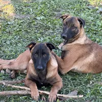 Male 2, a male Belgian Malinois for sale in Greenwood, IN – Photo 6 of 6