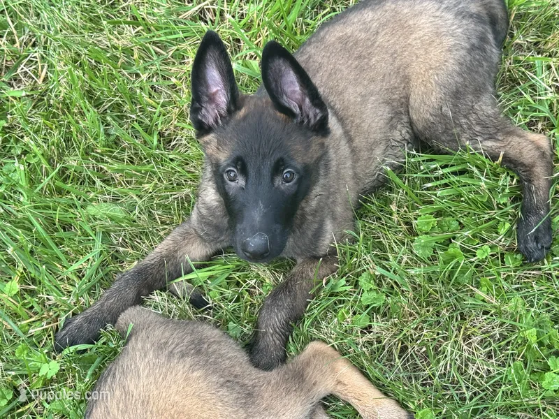 Boy 2 – Belgian Malinois puppy for sale in Greenwood, IN