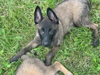 Boy 2, a male Belgian Malinois for sale in Greenwood, IN – 1 of 3