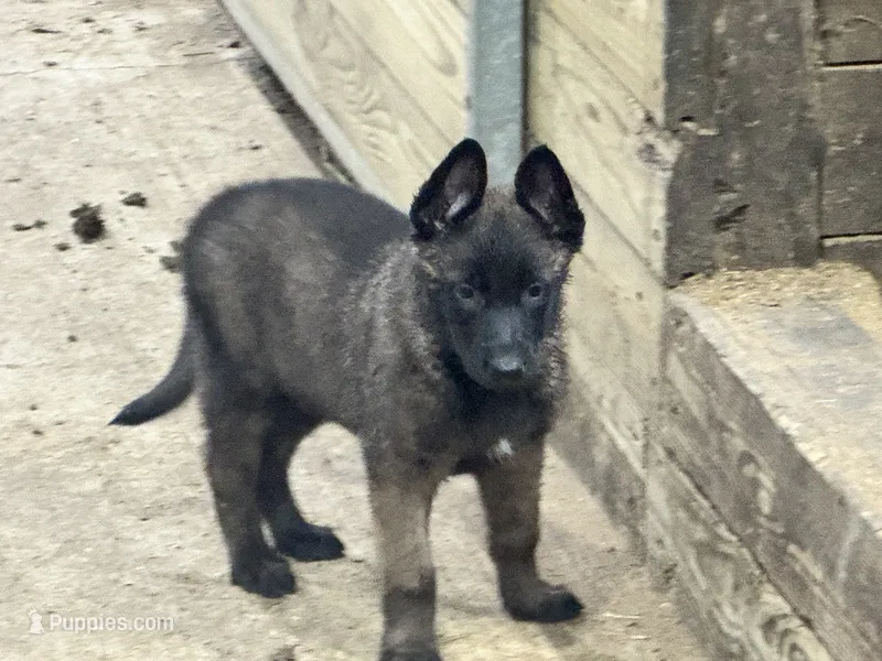 Boy 3 – Belgian Malinois puppy for sale in Greenwood, IN