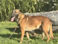 Triage, a male Belgian Malinois for sale in Greenwood, IN – 5 of 5